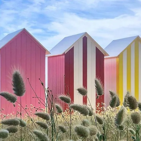 Santoline, * Saint-Denis-dʼOléron